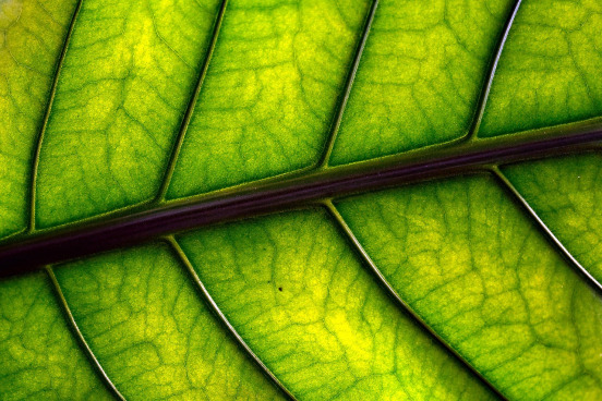 Moringa